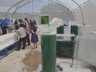 Algae farm at KMUTT